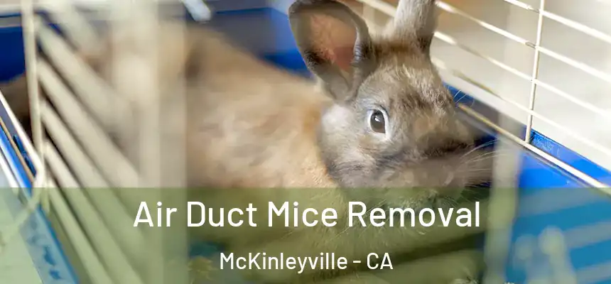 Air Duct Mice Removal McKinleyville - CA